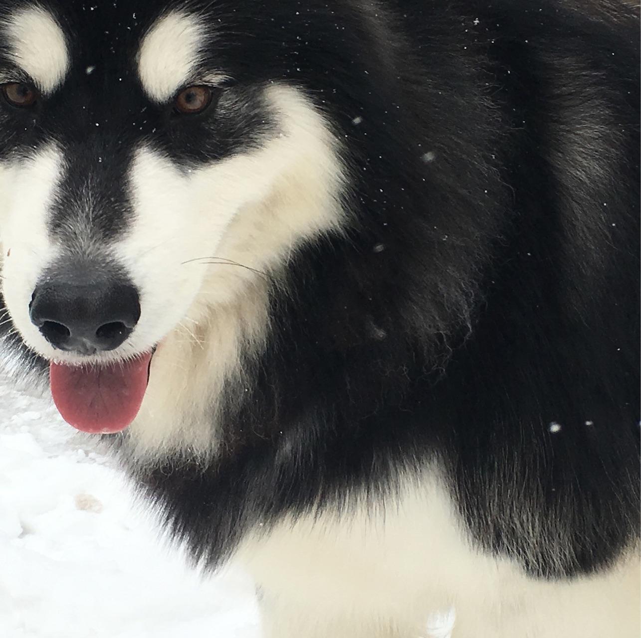黑色雪橇犬种公【北极】 – 阿拉斯加犬-天宇基地-官方网站