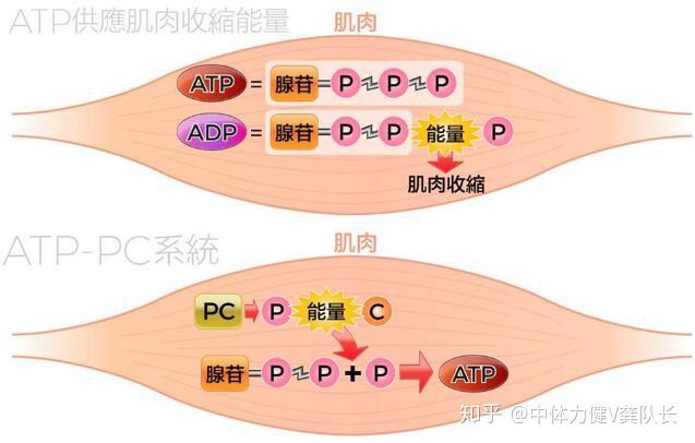 运动知识:人体三大能量系统 - 知乎