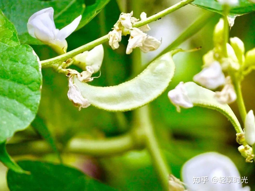 希少 中国野菜 紫扁豆 ふじ豆 種 20粒 - メルカリ