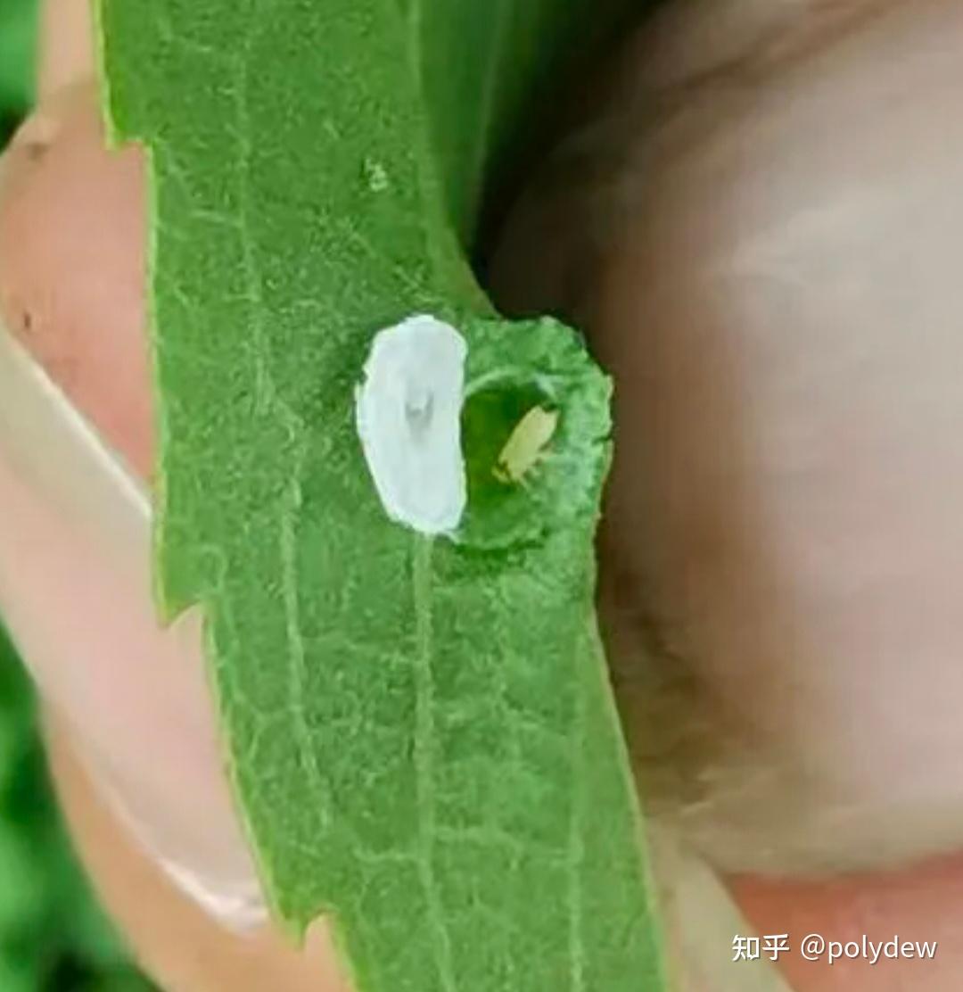 图中这个植物有一片叶子上长刺,这是怎么了? - 知乎