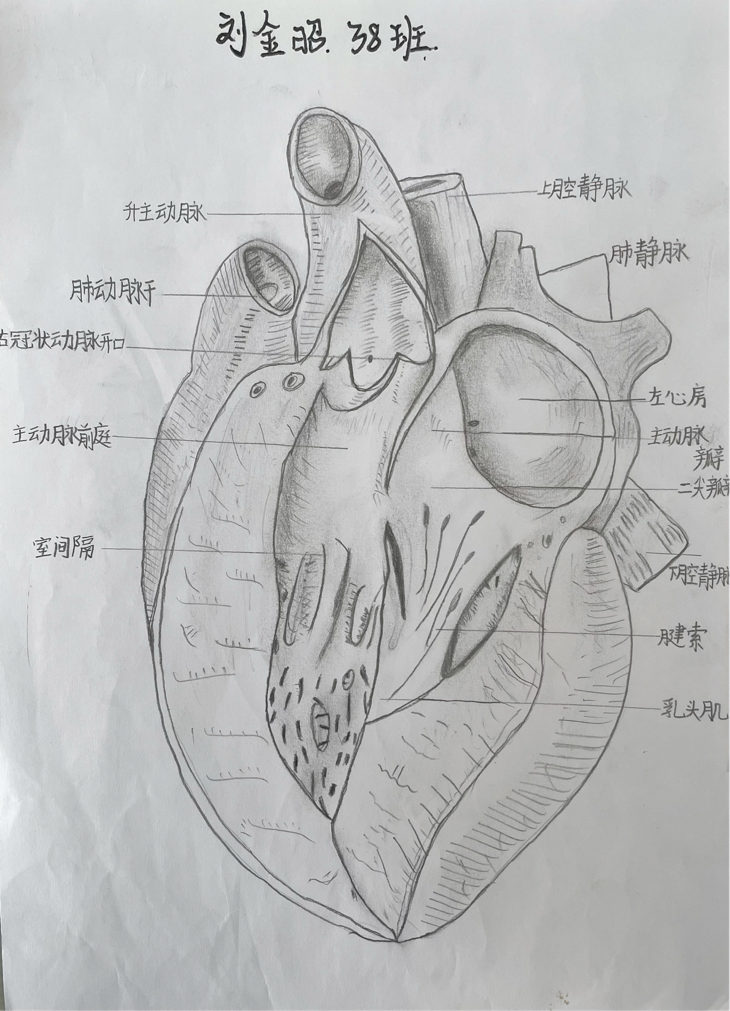 解剖绘画比赛图片