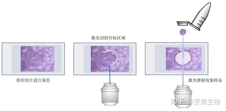 什么是激光显微切割(LCM)技术?有哪些应用? - 知乎