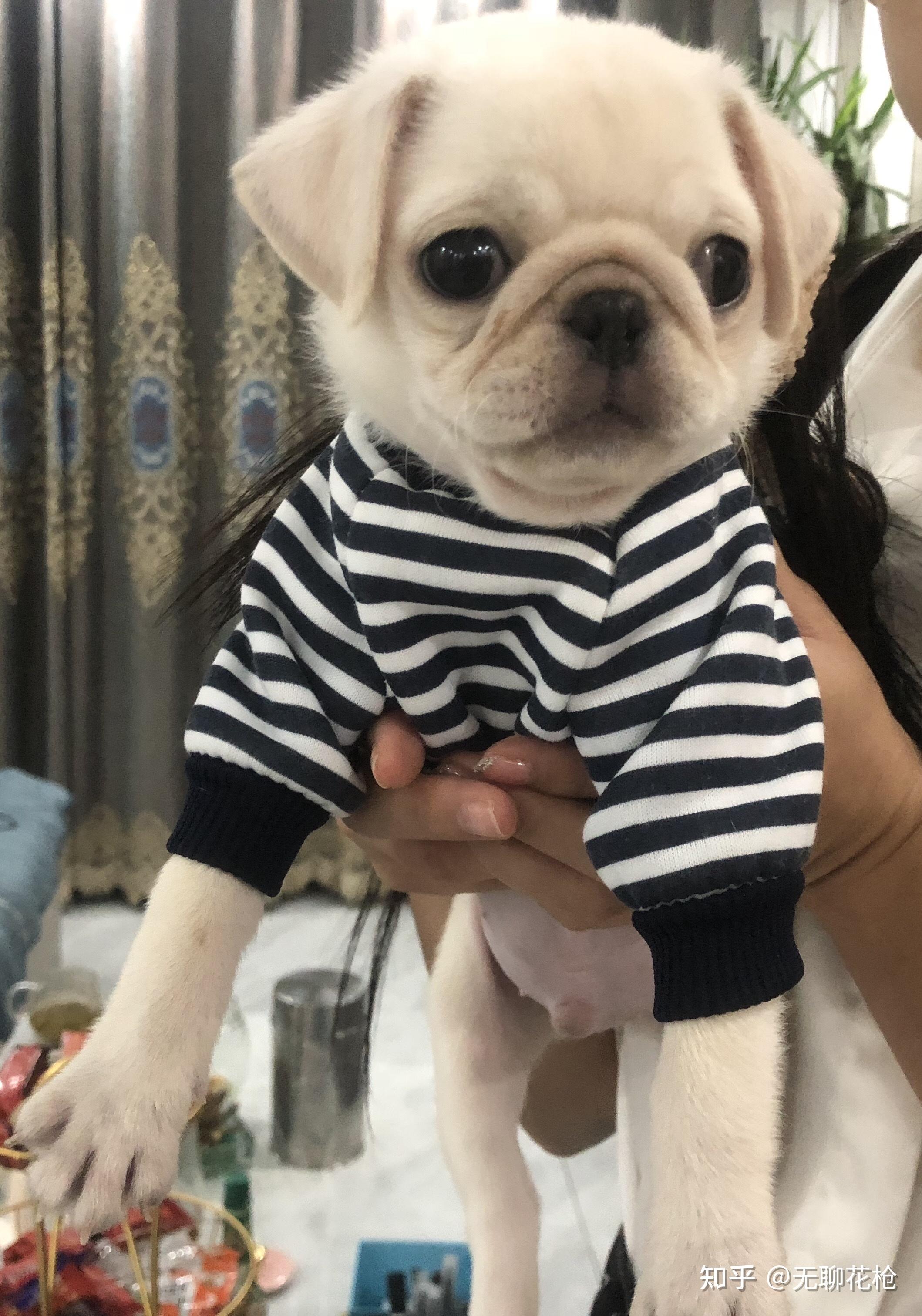 买了一只白色巴哥犬请问是纯的嘛