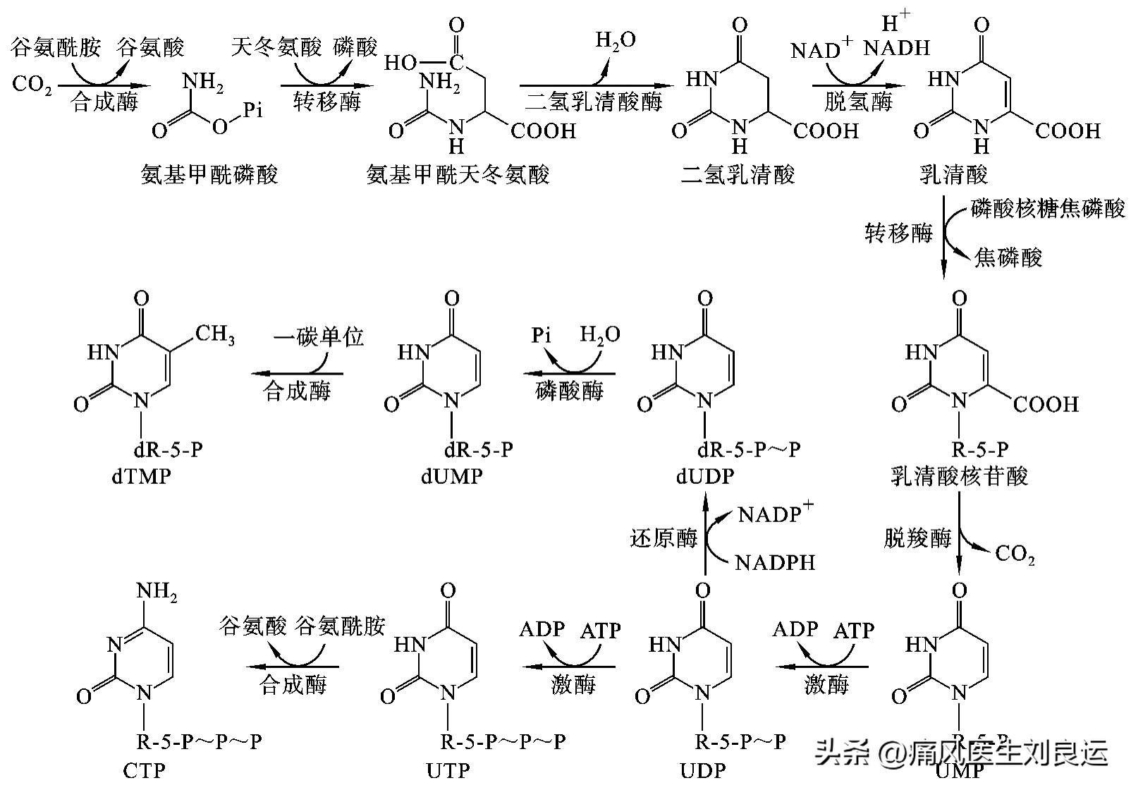 谈痛风就说尿酸，谈尿酸就说嘌呤，我们体内和食物中都有嘌呤 - 知乎