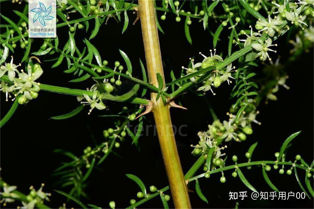 天门冬高效快繁技术 - 知乎