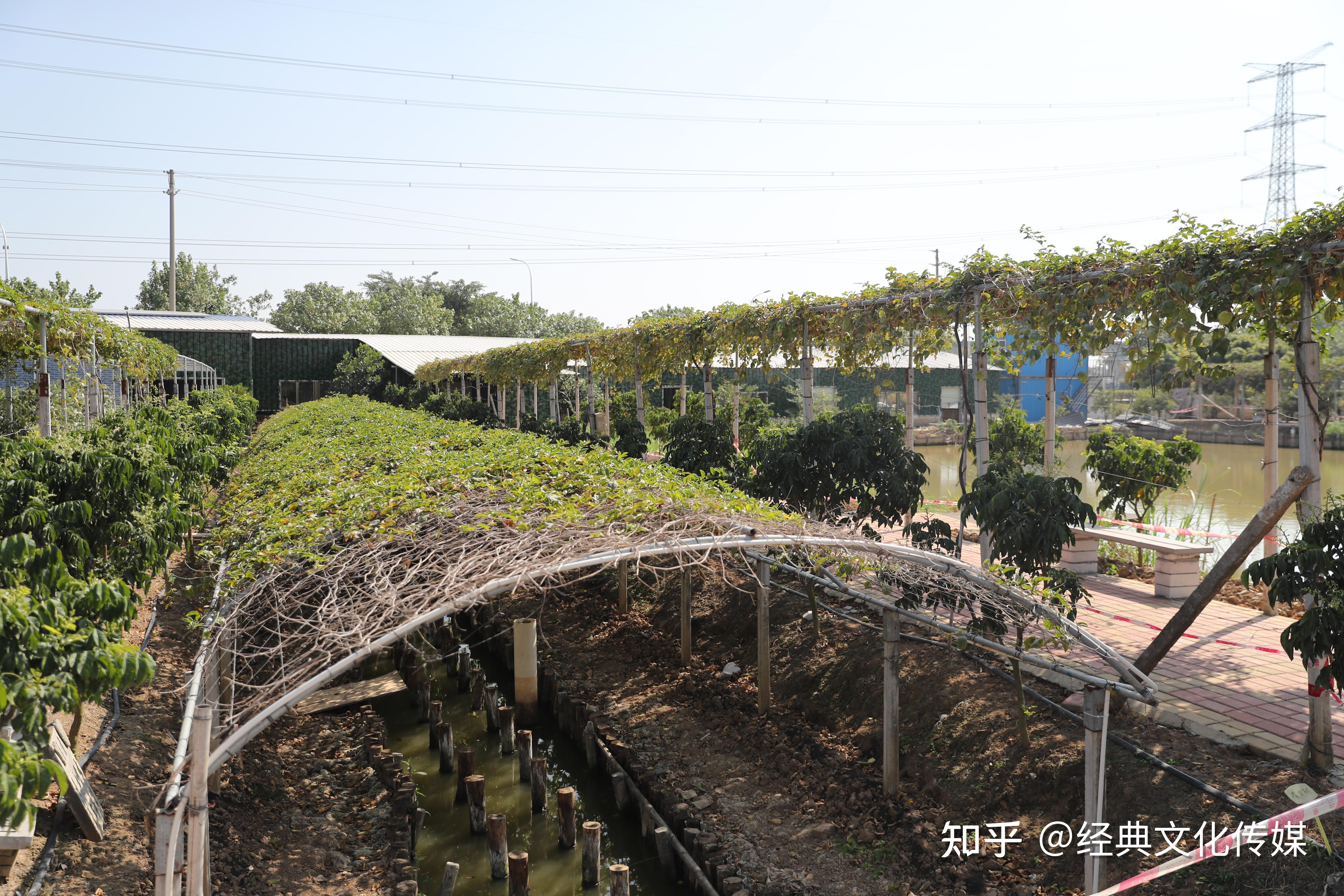 成豐生態農場打造南沙區生態文化旅遊新名片