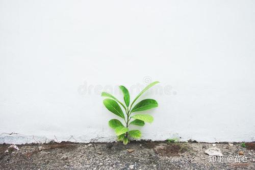 世界上最励志的树木生命尚存希望永不破灭