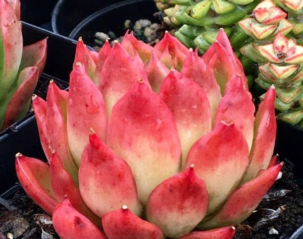 刚种植的多肉植物要怎么养护 学会这些技巧 不烂根也不掉叶 知乎