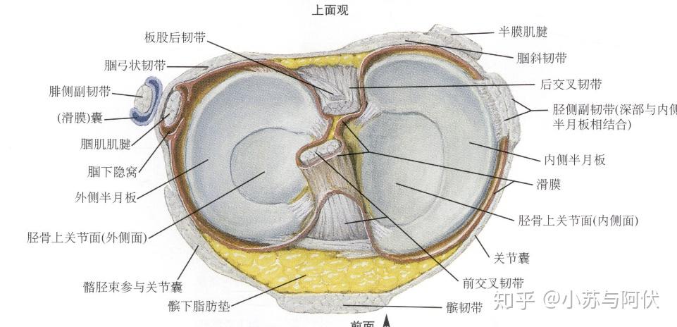 科普:前交叉韧带是什么?它为什么如此重要? - 知乎