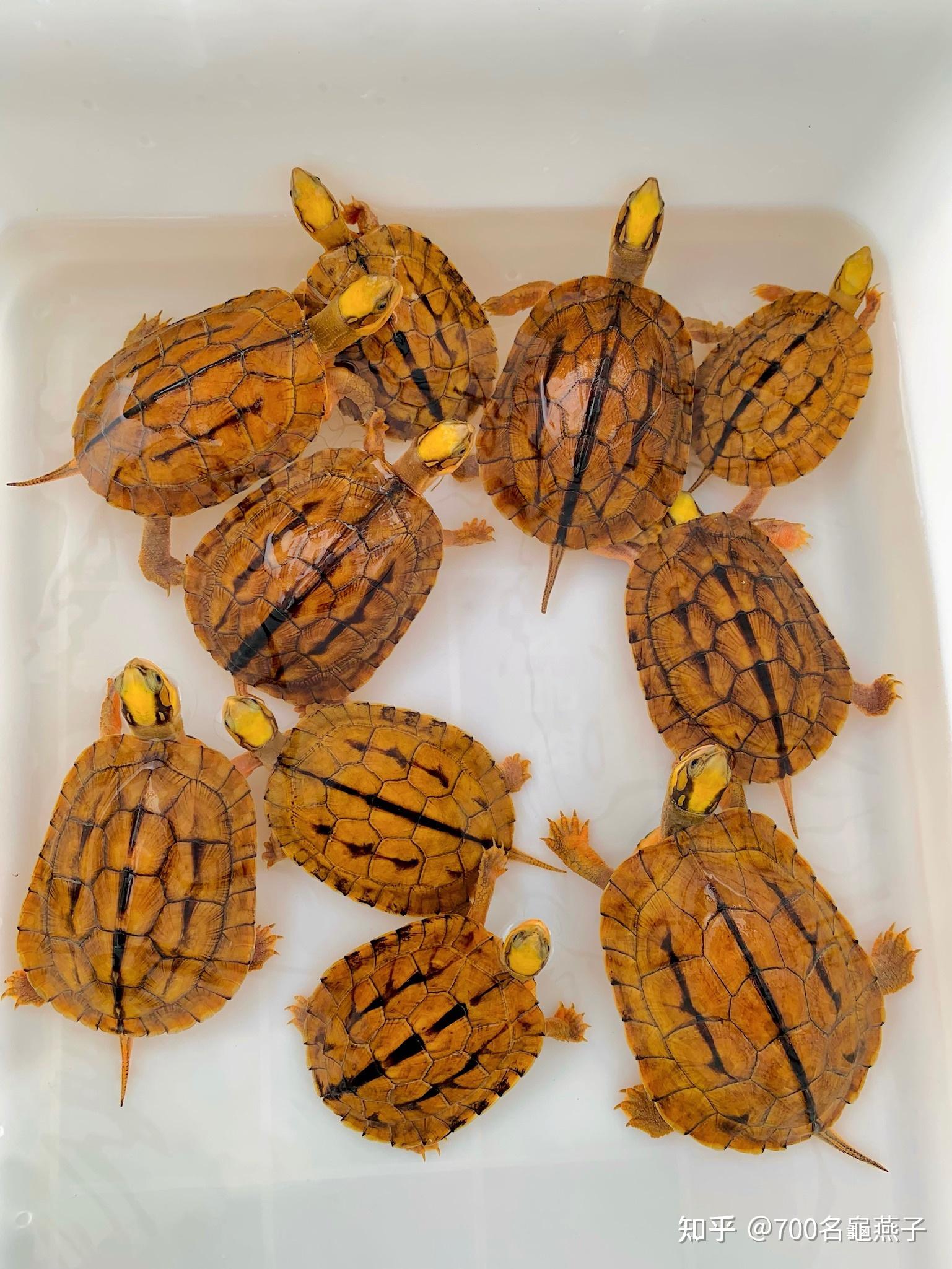 海南种金钱龟成熟黄头公大小齐全缺公的福音