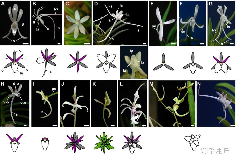 合瓣花有没有花瓣排列? - 知乎