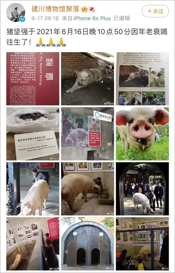 猪坚强 去世 寿命相当于人类100多岁 各种动物的寿命排行 最后一个惊掉下巴 知乎