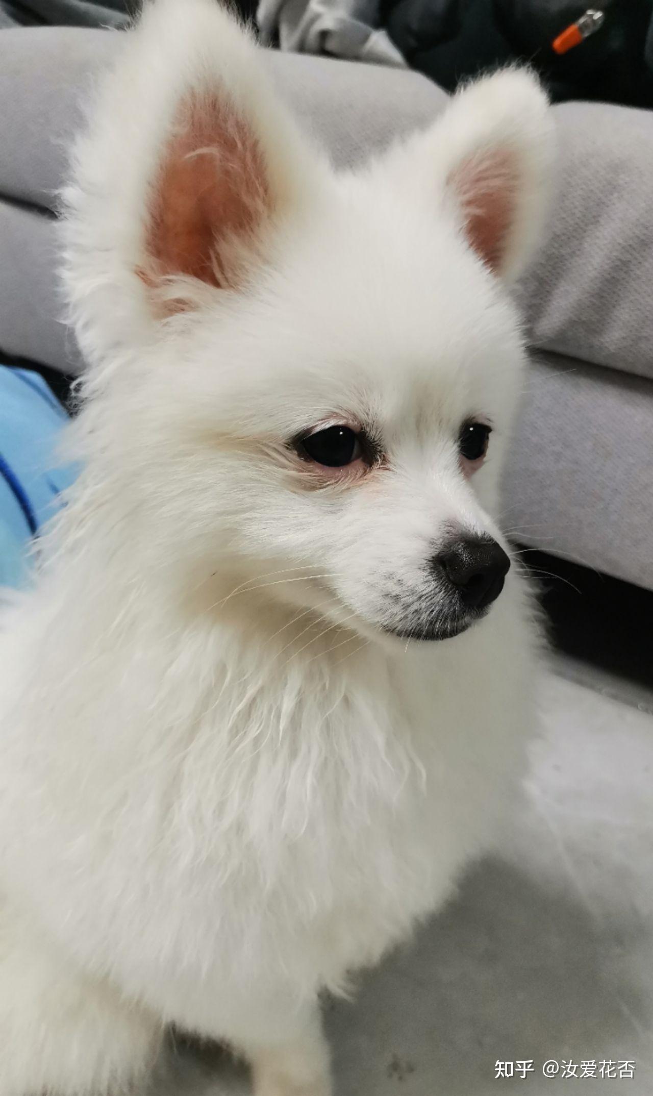 这是博美吗还有机会立耳吗