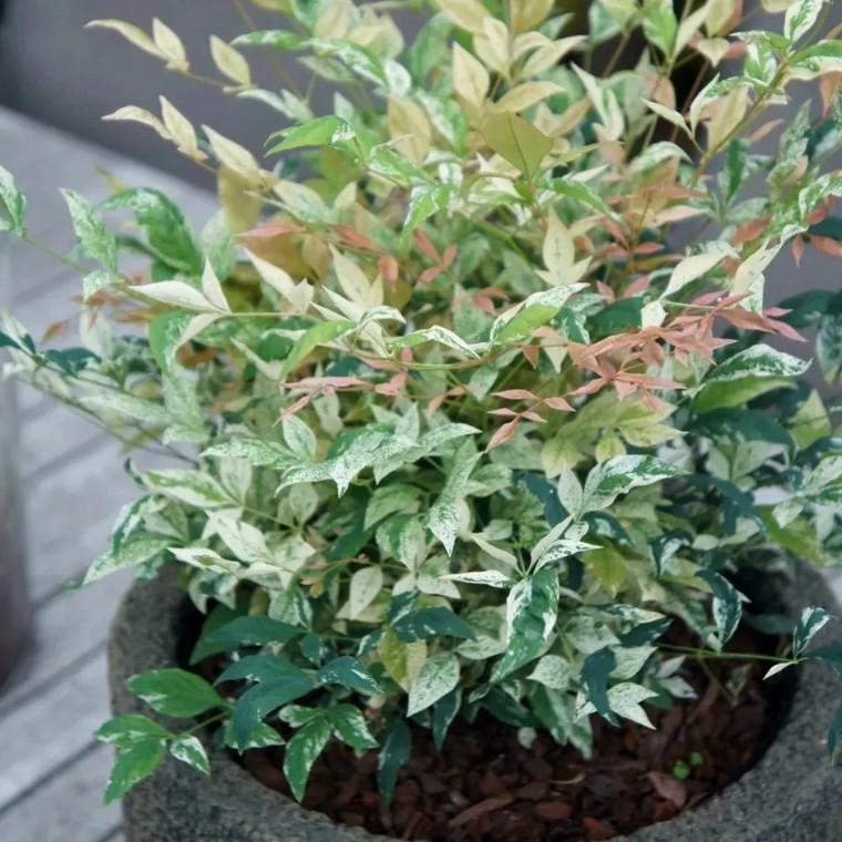 100种观叶植物 | No.22 南天竹养护攻略 - 知乎