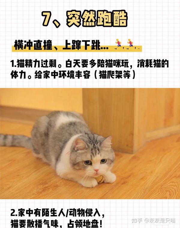 猫咪的8种 迷惑 行为 知乎