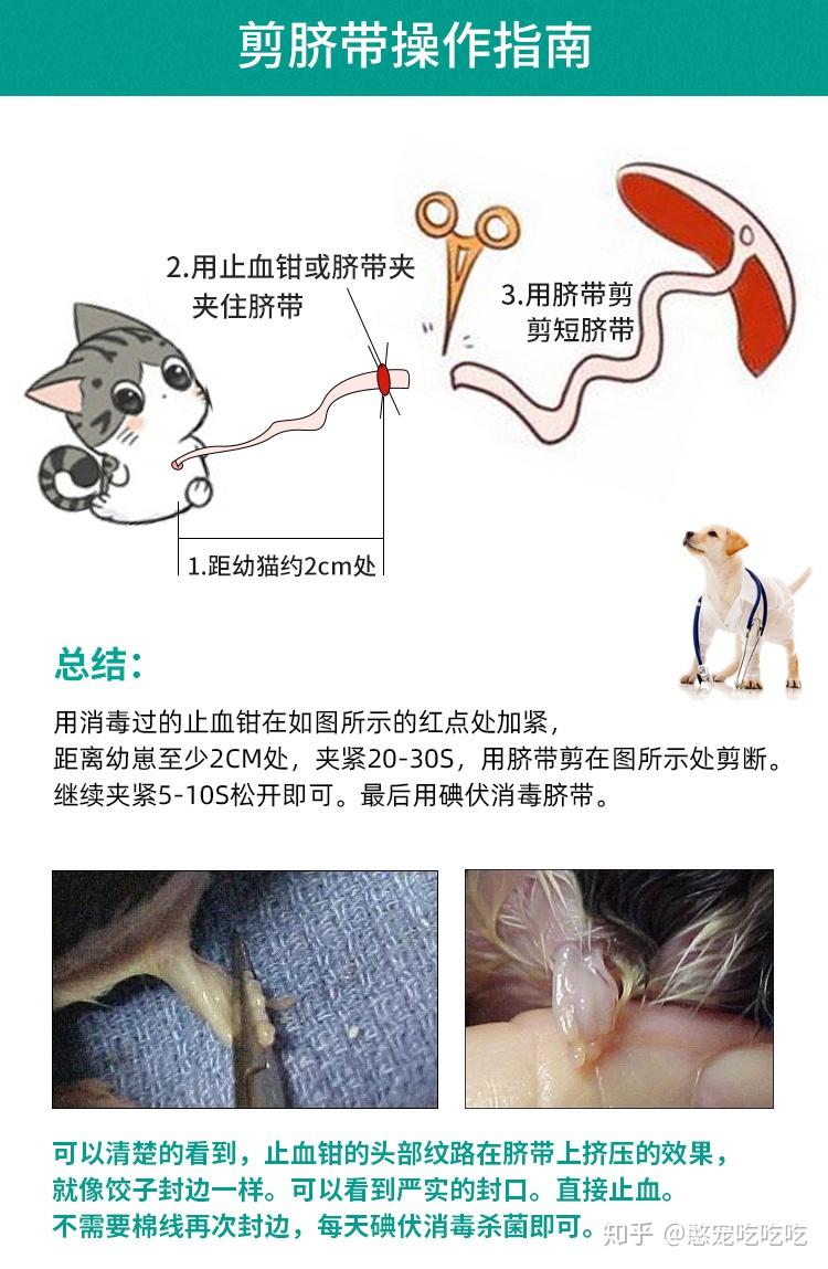 母猫是怎么生小猫的它们需要剪脐带吗