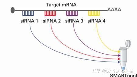 siRNA——你不知道的那些小奥秘 - 知乎