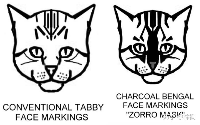 史上最全猫咪颜花纹对照表耐着性子读完秒杀90繁育人虎斑二