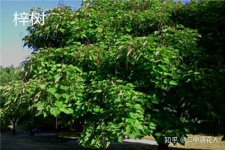 楸树与梓树的区别
