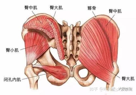 臀中小肌损伤综合征的康复