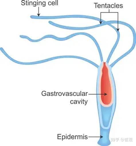 【动物学笔记】腔肠动物门 - 知乎