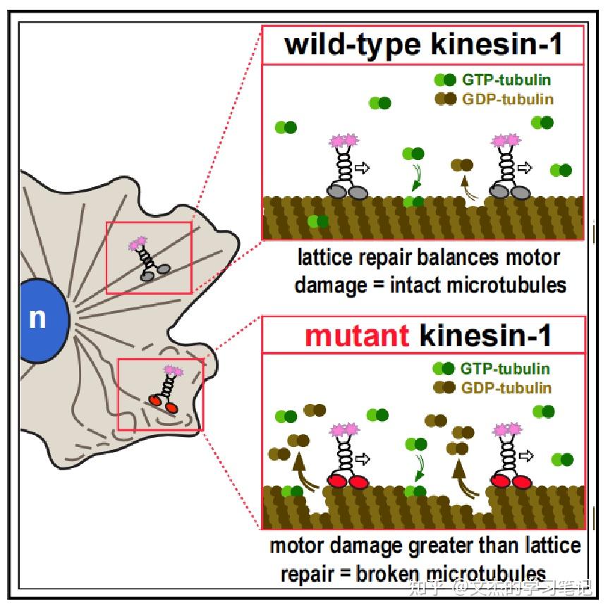 （覆盖链部分突变→损伤微管晶格）一种Kinesin-1（KIF5C)突变 揭示了 运动诱导的细胞微管损伤 - 知乎