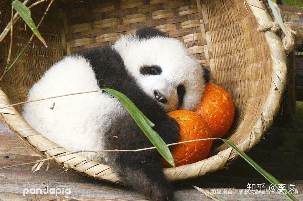 濒临灭绝的物种那么多为什么大家独爱性冷淡的熊猫