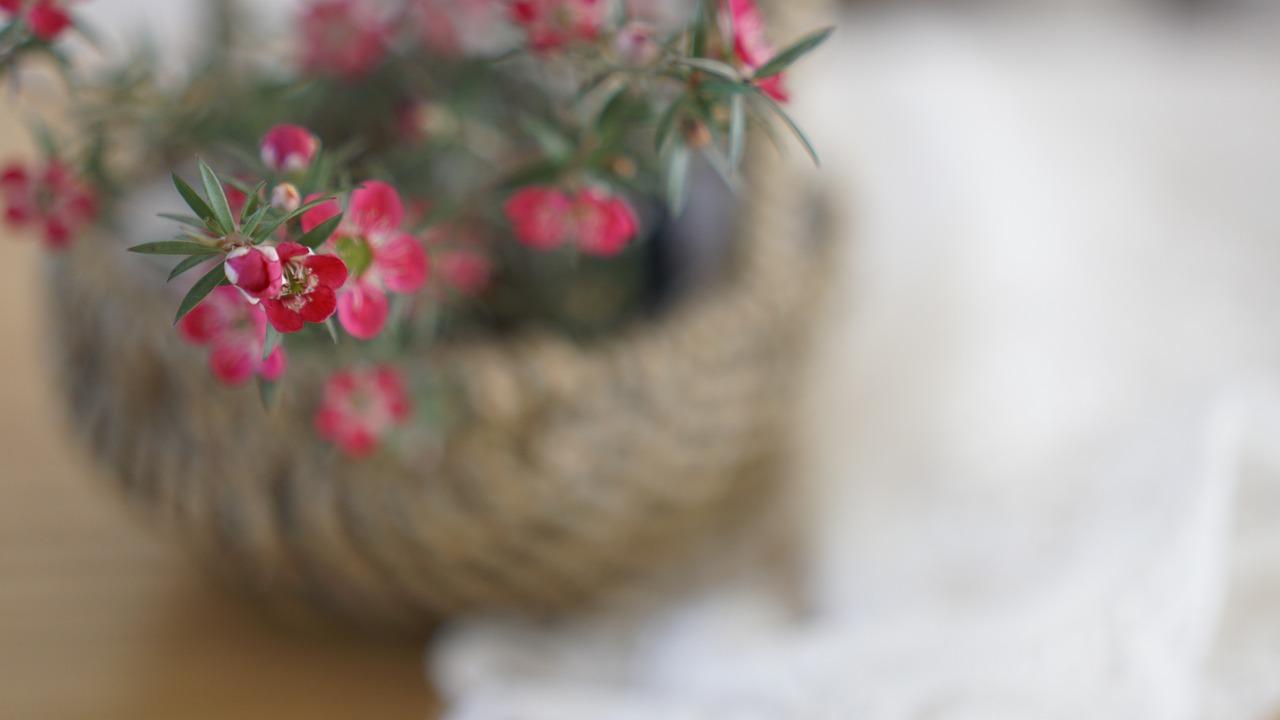 盆栽茉莉春季如何浇水