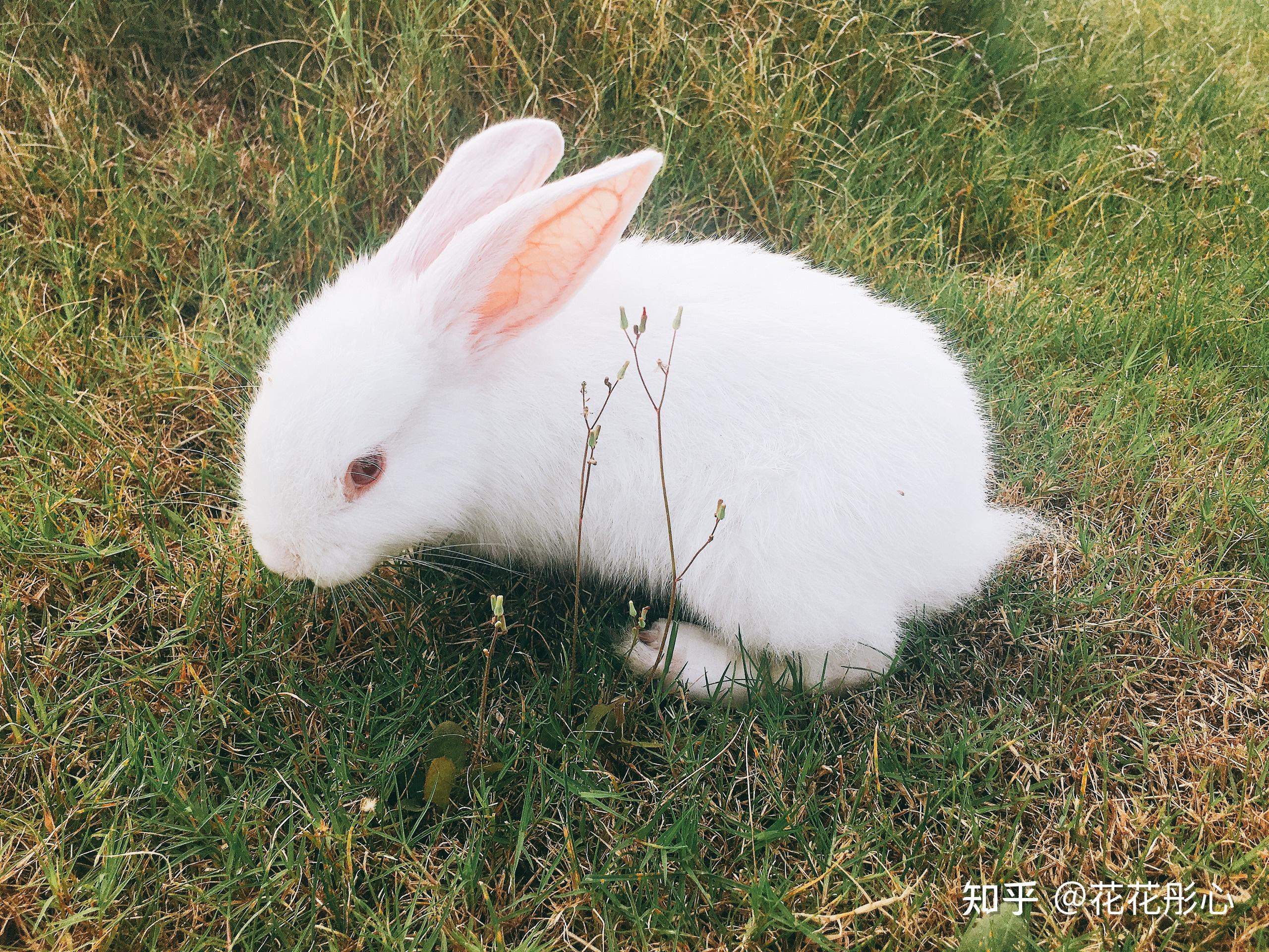 肉兔长大后真的很丑吗?