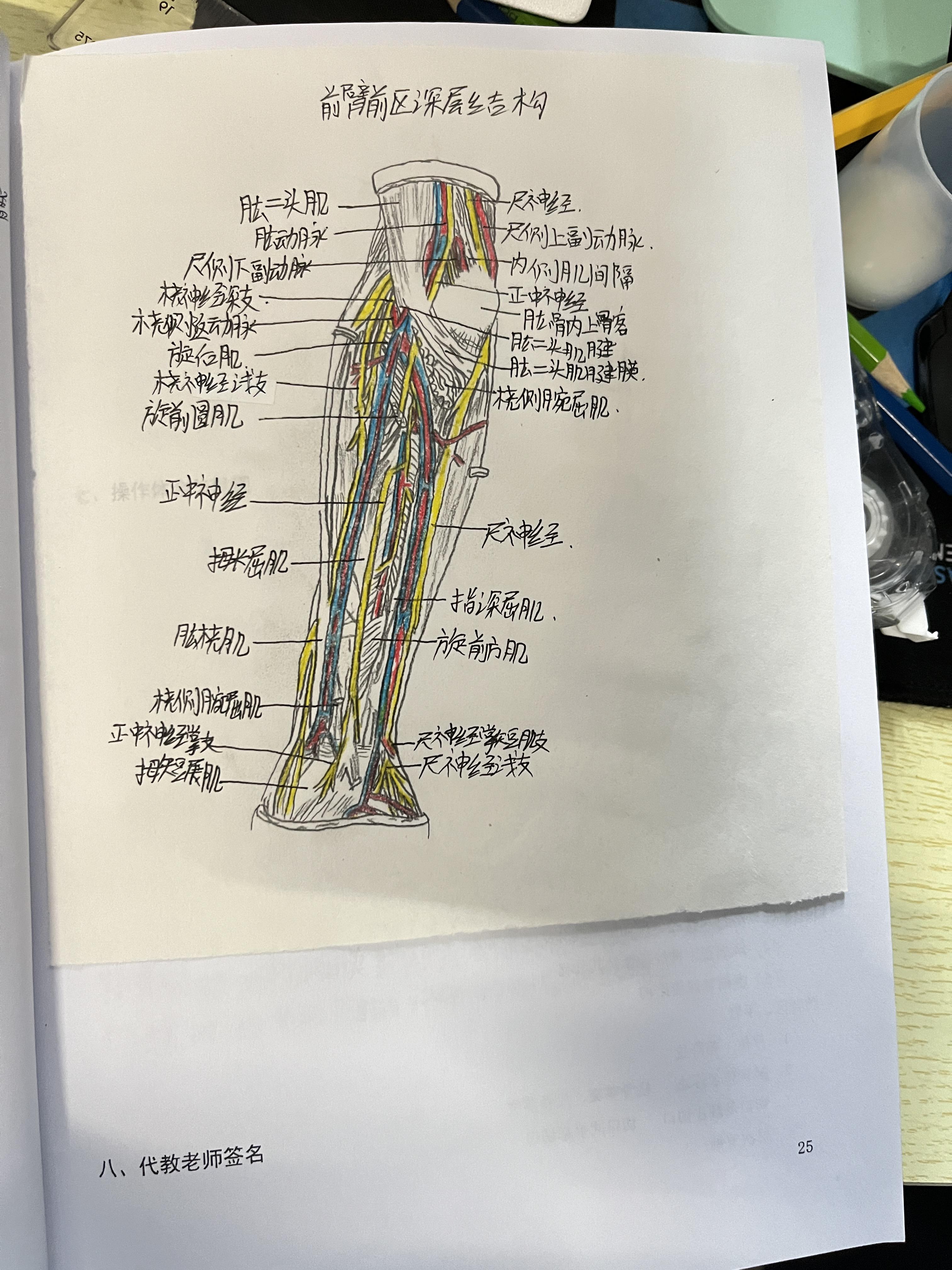 图7-19 前臂后面的肌肉、血管和神经(三)-基础医学-医学