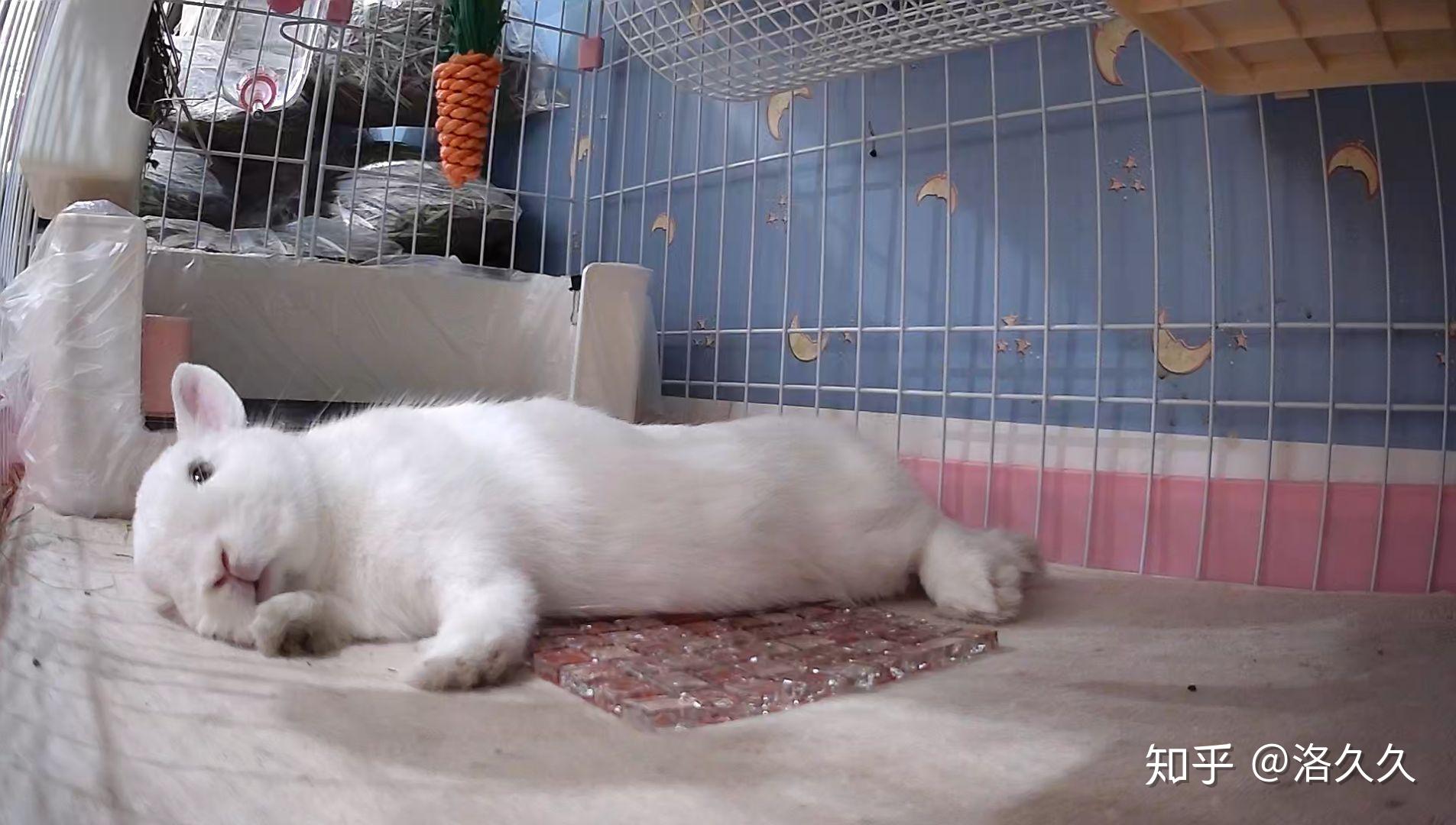 你养的兔子多久才出现贵妃躺