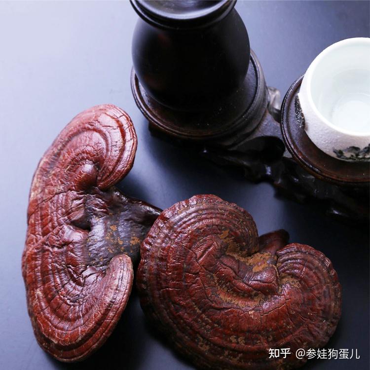 这个长的像灵芝的菌类是什么? - 知乎
