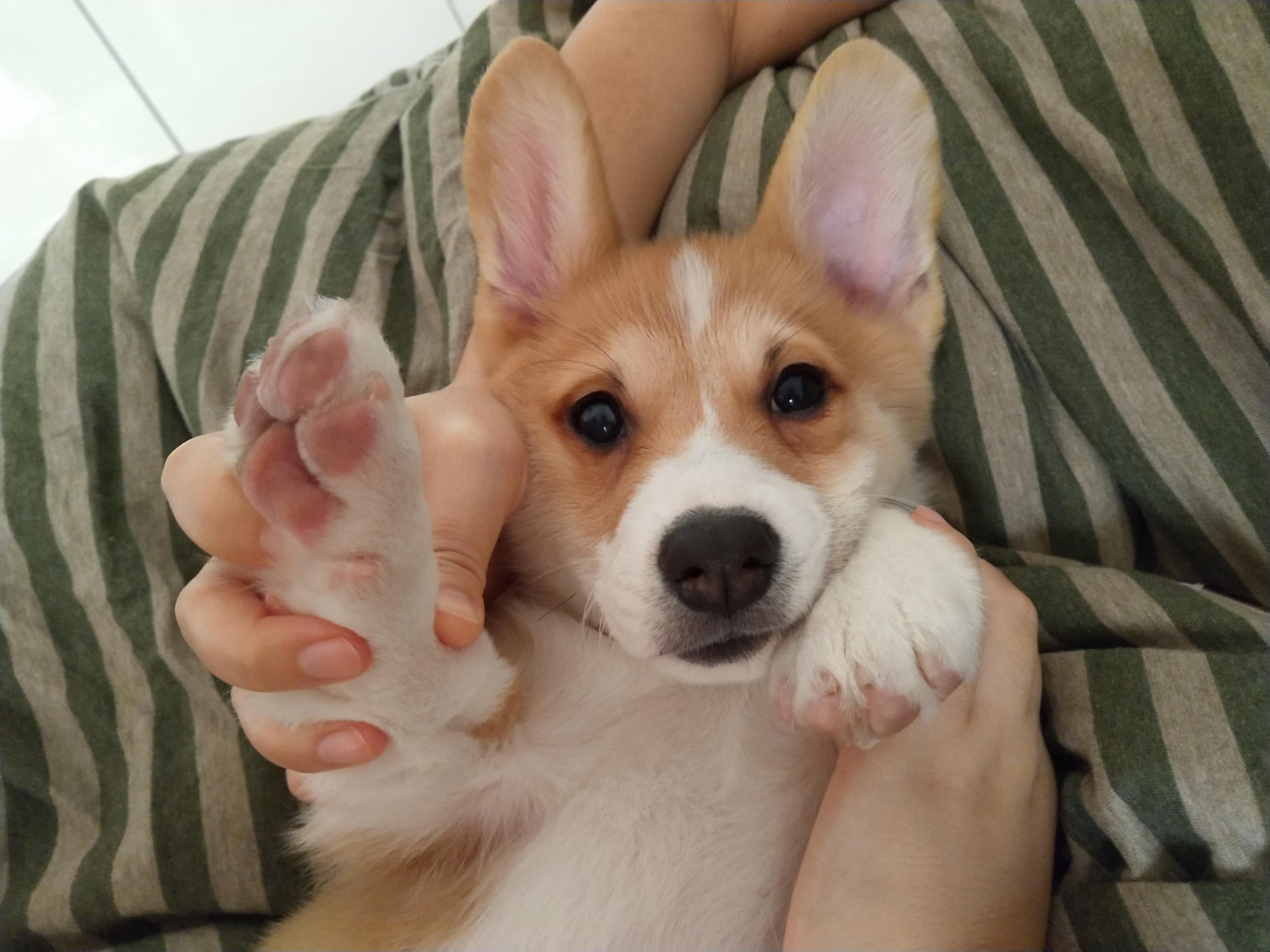 萌化了柯基这犬种真的是很萌,大脑袋,大屁股,小短腿,爪子肉肉的