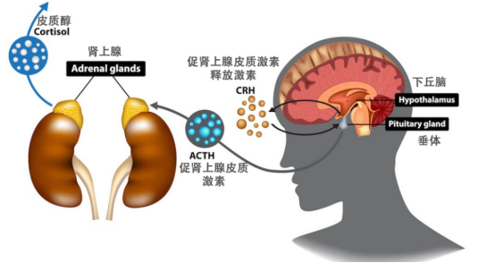 Eau ecco lautostrada che suona la Nona Sinfonia di Beethoven MSN