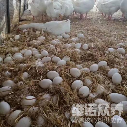 下蛋的鹅最好吃什么饲料自制下蛋鹅的配合饲料比例