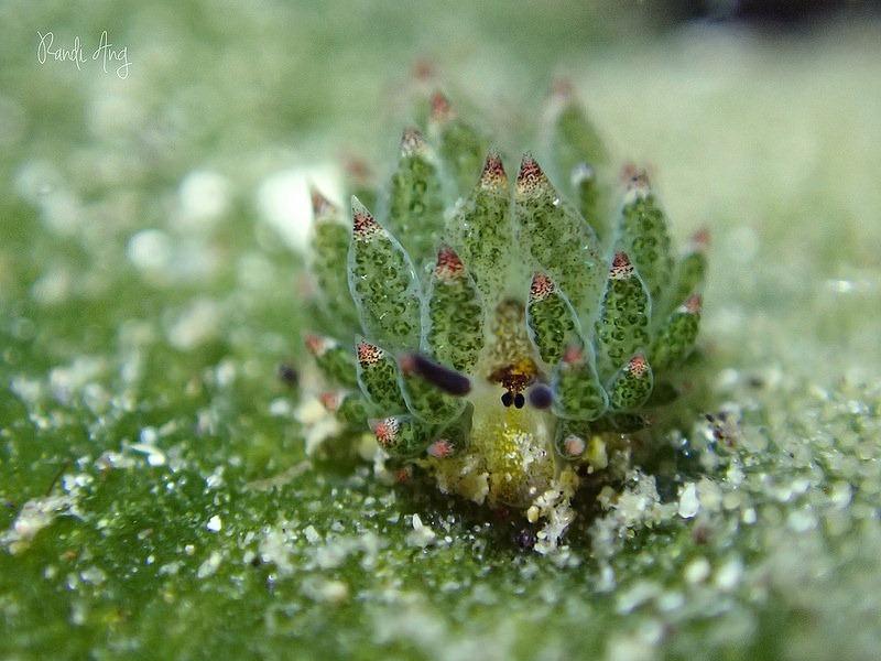 光合海蛞蝓的唯一进化枝囊舌总目睡前软体动物学103
