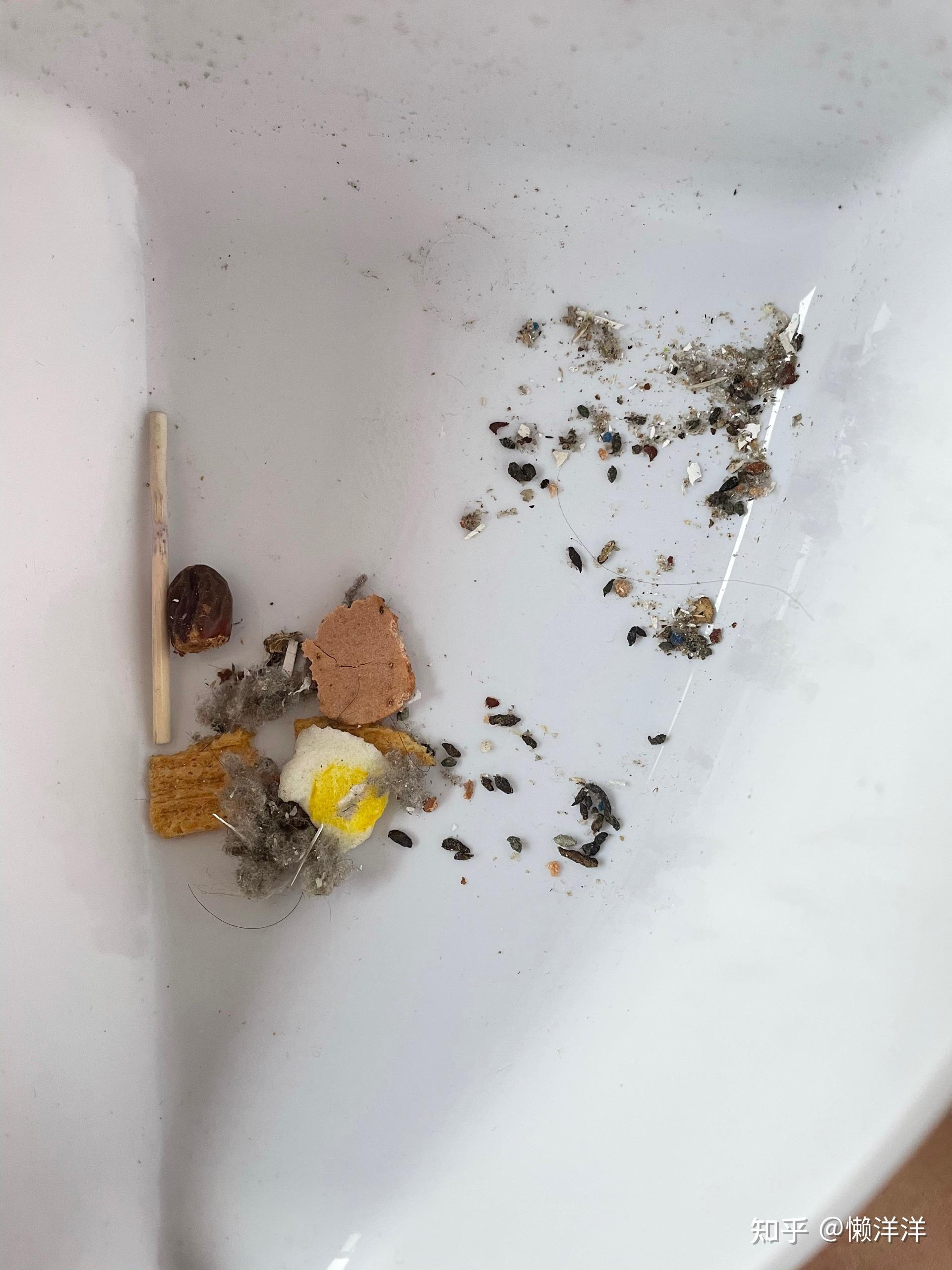 请大家帮忙看下是不是老鼠屎