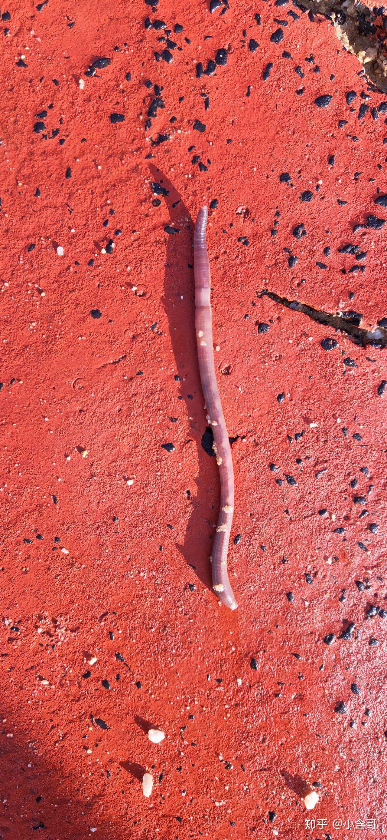 海南的虫子是不是很恐怖