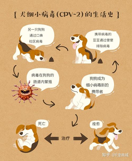 犬细小病毒PPT图片