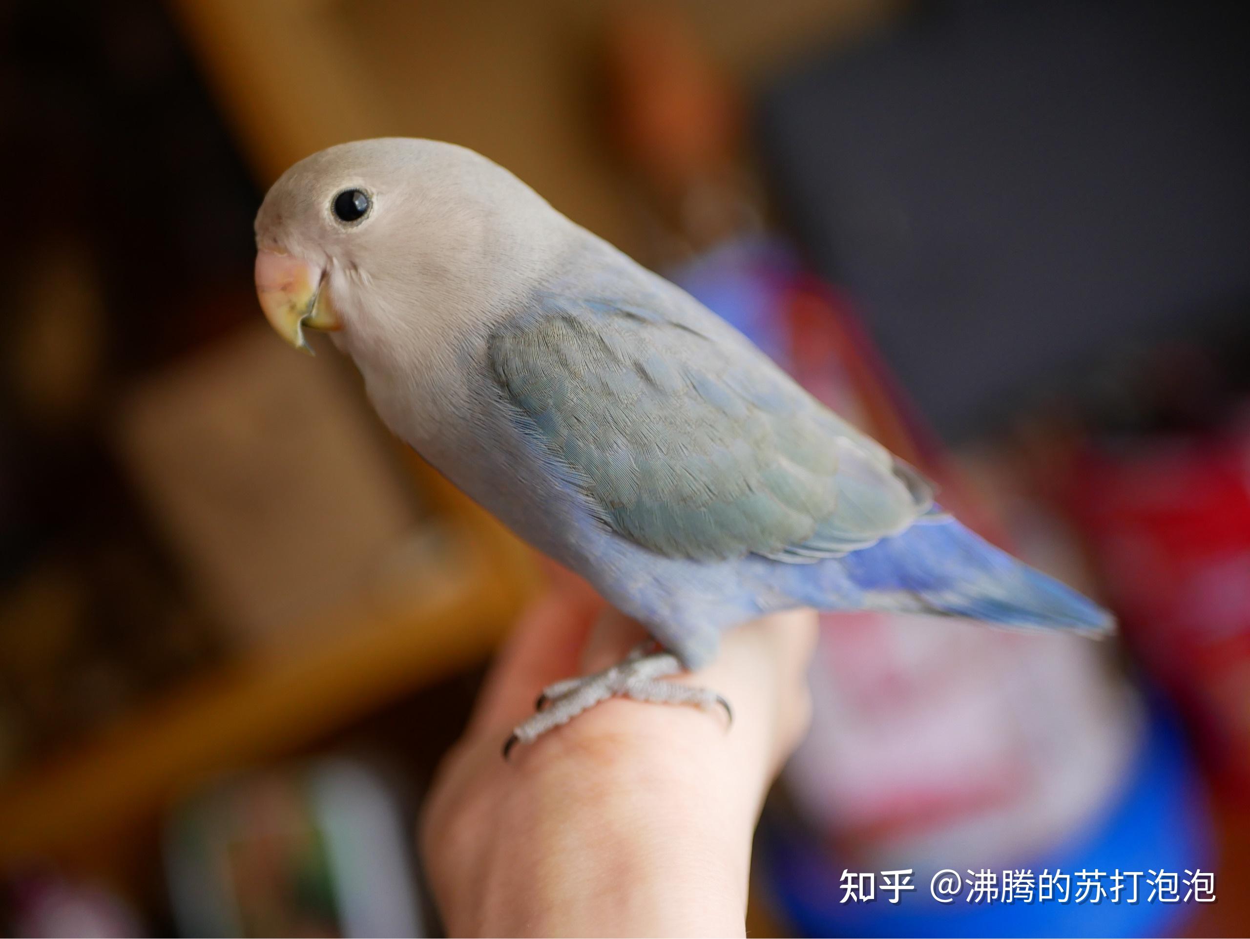 求大神辨辨牡丹鹦鹉公母