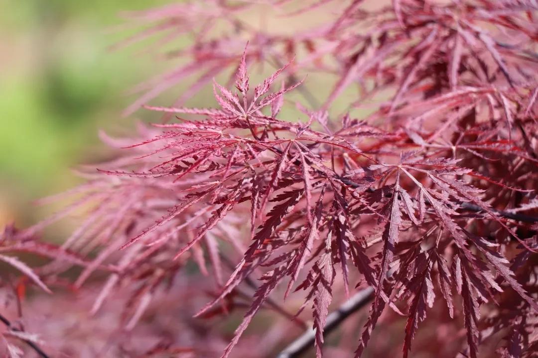 庭院种枫树 做好这些 枫树健壮 色彩美丽 知乎