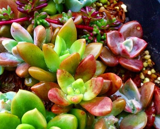 多肉植物怎么养护小视频 v2-3584db27dd7005f0102b3d09555125cc_r.jpg