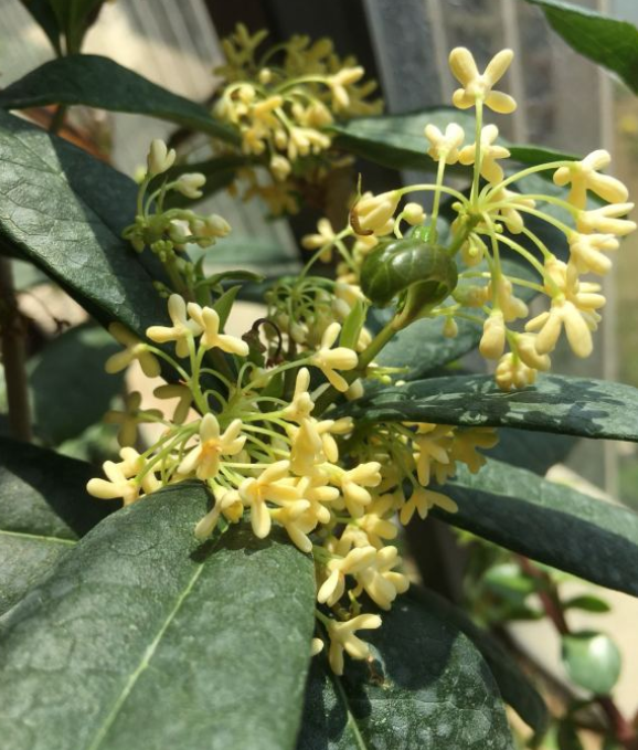 养护日香桂几个关键之处要做好开花才能多又香让人神清气爽