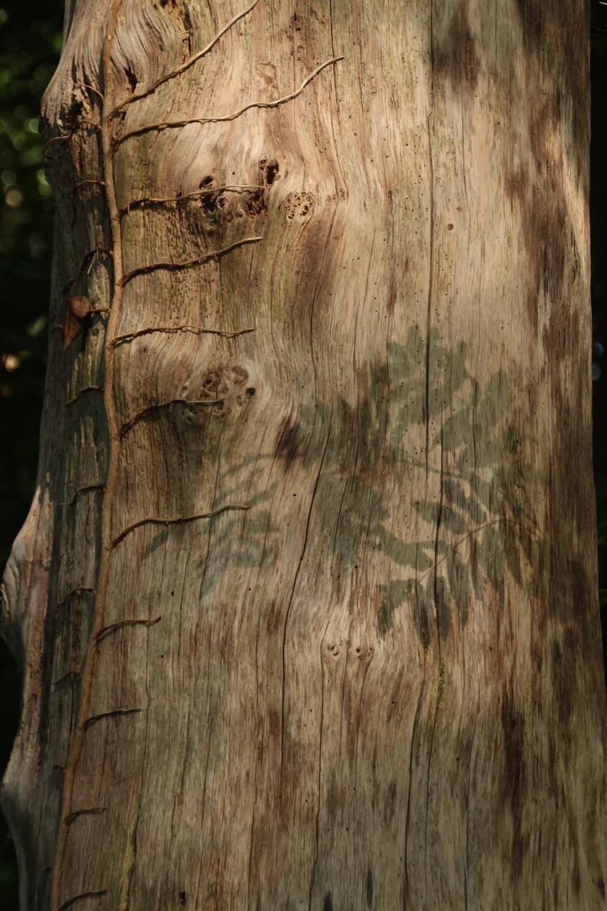 2. 悬崖峭壁上的树