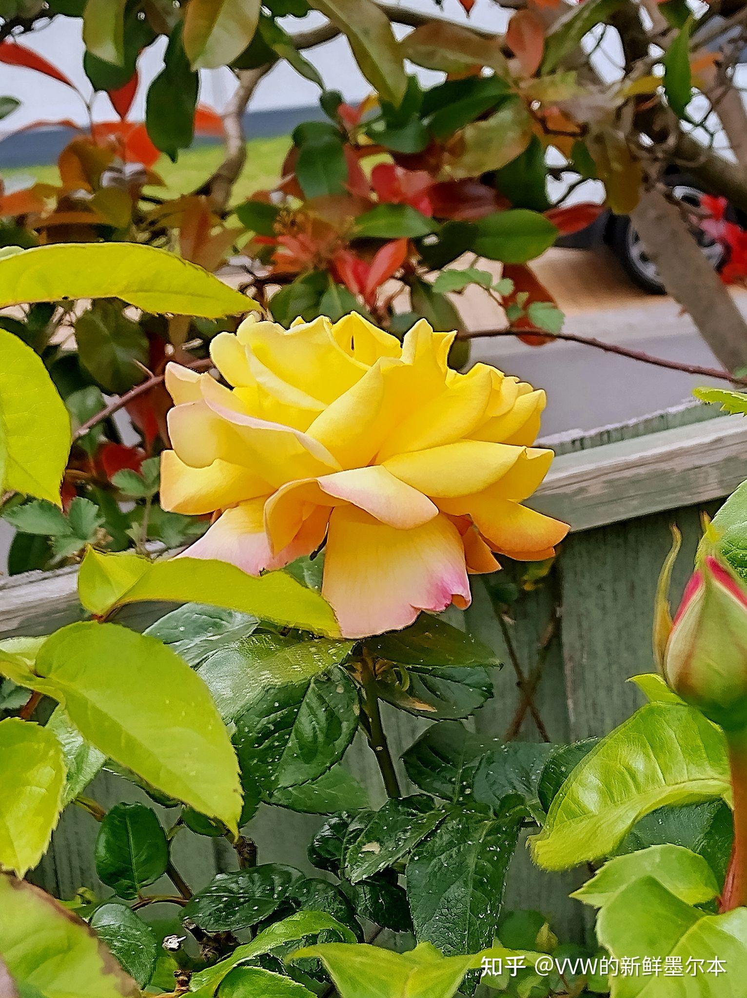 大花月季黄色和平