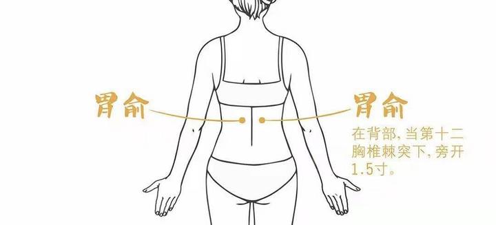 每日养生一穴之胃俞穴 - 知乎