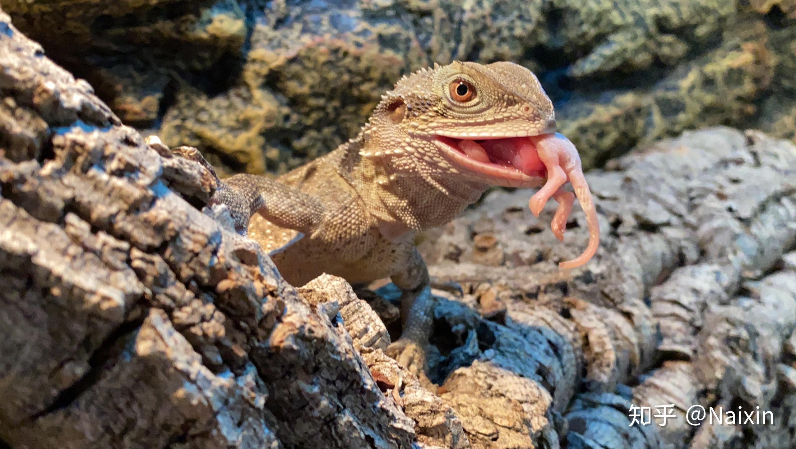 能不能分享一下你的澳洲水龙的照片?