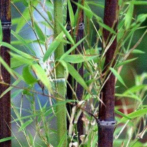 紫竹 - 知乎