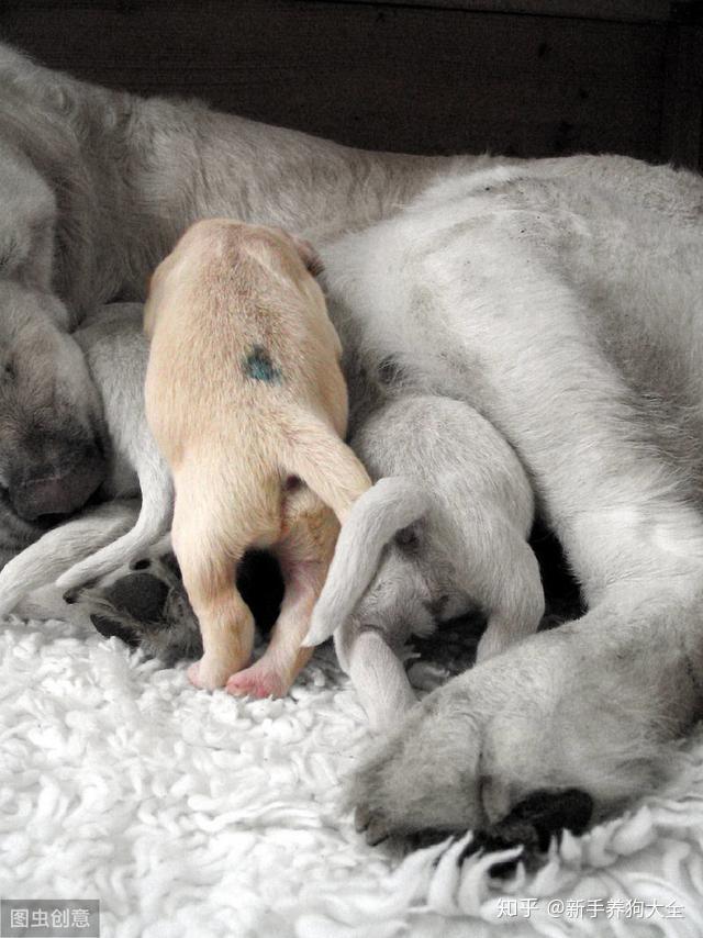 狗咬狗是幼犬社会化的必经过程主人过度干预易造成咬人隐患
