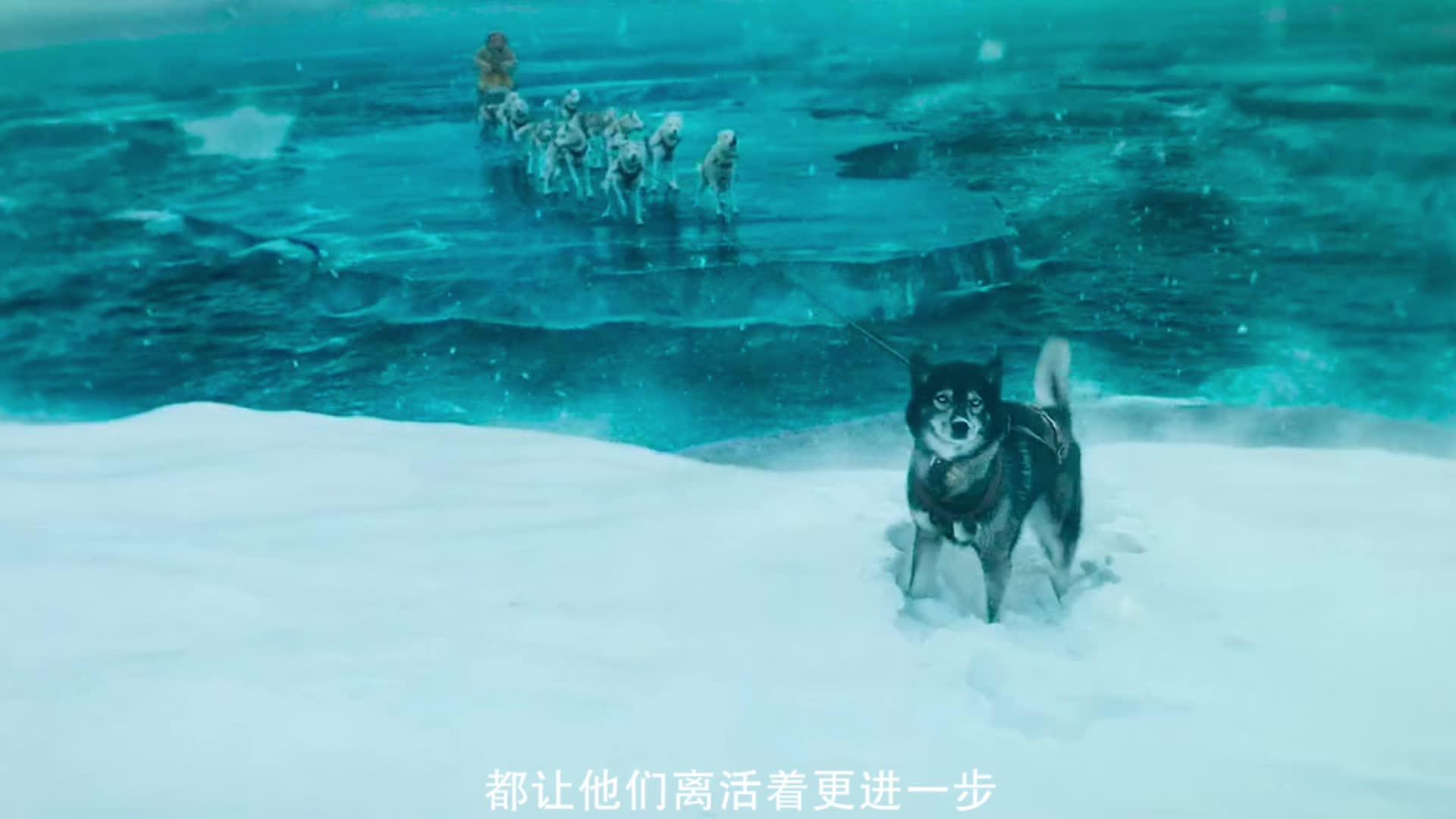 电影多哥一条神奇的狗又可爱又聪明